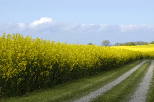 Dnemark - Insel Aero