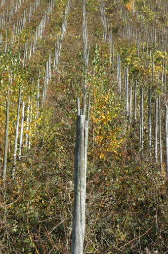 Mosel - Traben-Trabach