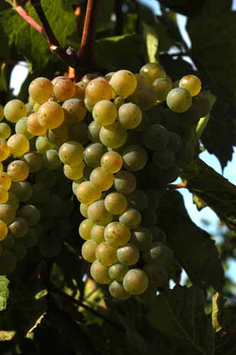 Mosel - Traben-Trabach