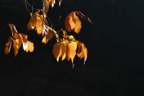 Mosel - Traben-Trabach