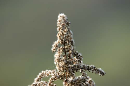 Mosel - Traben-Trabach