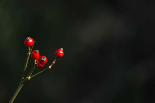 Mosel - Traben-Trabach
