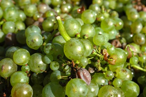 Mosel - Traben-Trabach