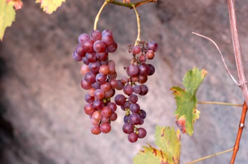 Mosel - Traben-Trabach